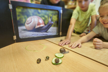 Beobachten und die Lebenswelt unser Insekten und kleinen tierischen Bewohner des Gartens kennenlernen.